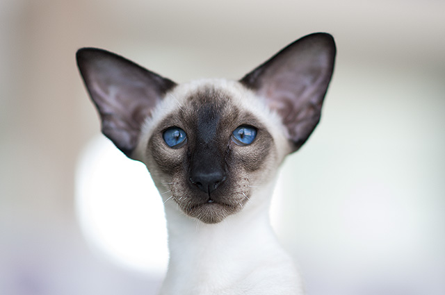 ориентальная кошка сиамского окраса
